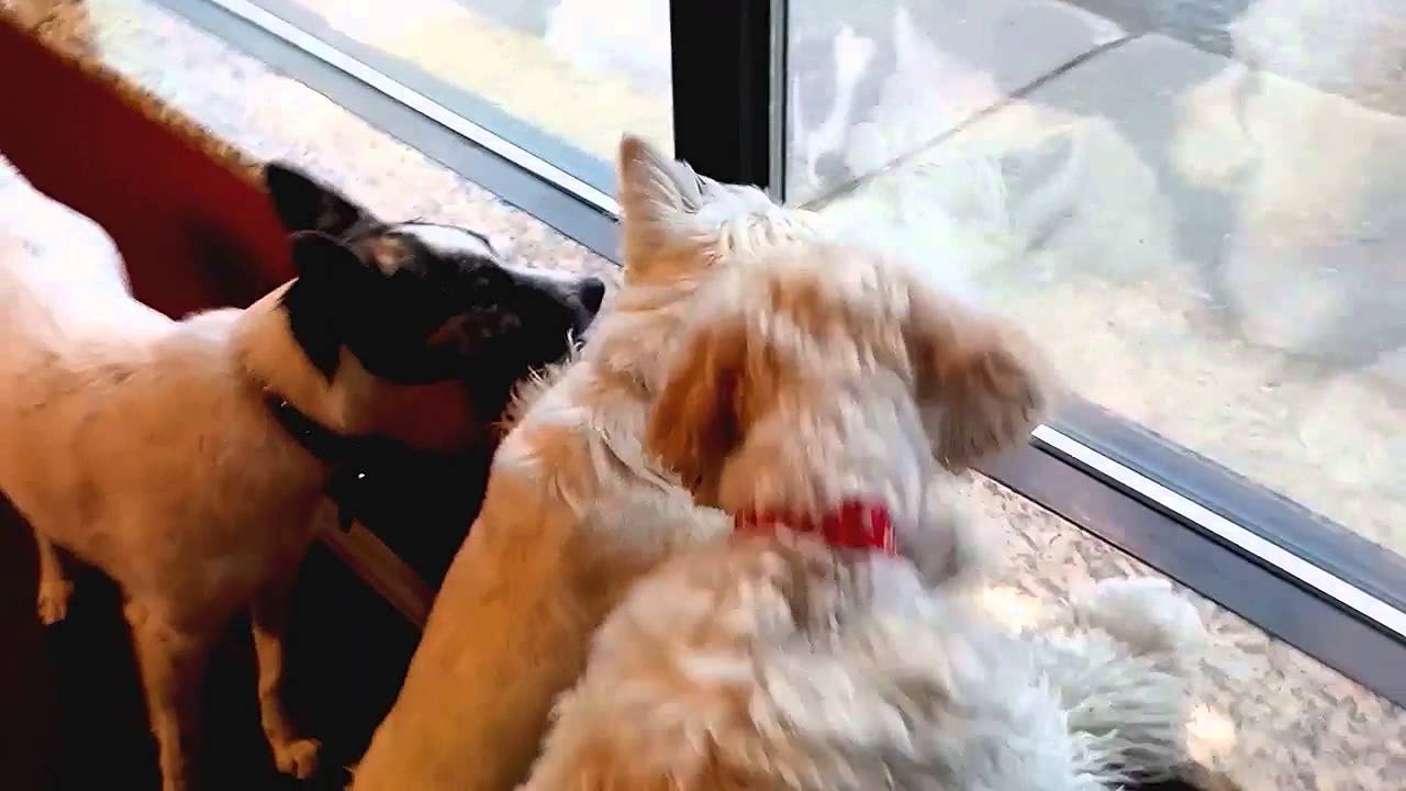 Cute Small Dog Easter Egg Hunt March 23, 2016