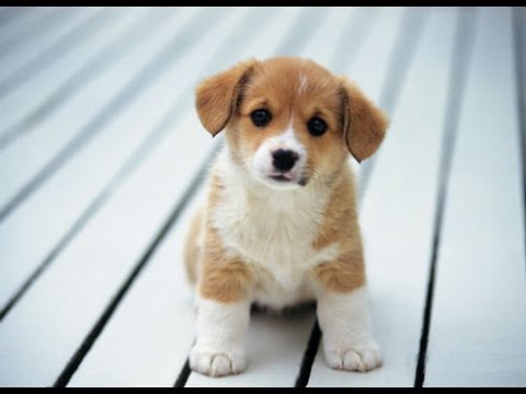 Cute Small Dogs For Kids || Cute Puppies Videos || Puppys Videos Part 2