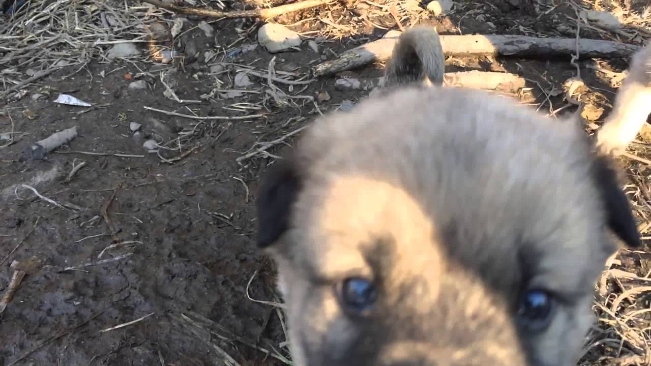 Cute small dogs (Sar Montain Dogs)