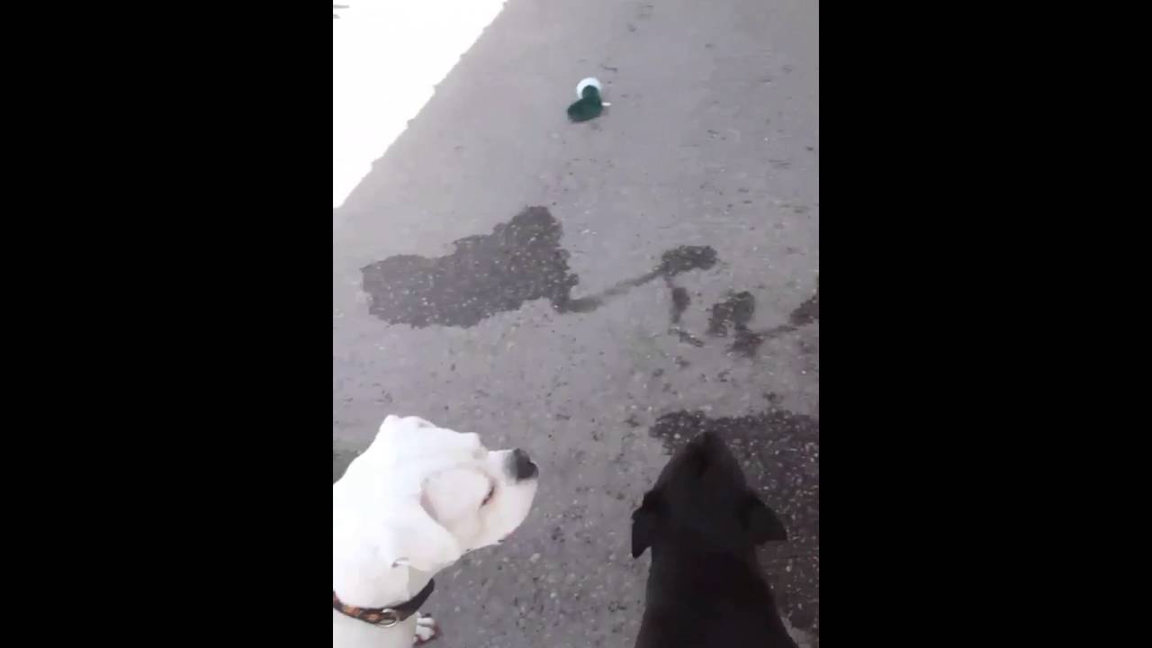 Daycare fun small dogs