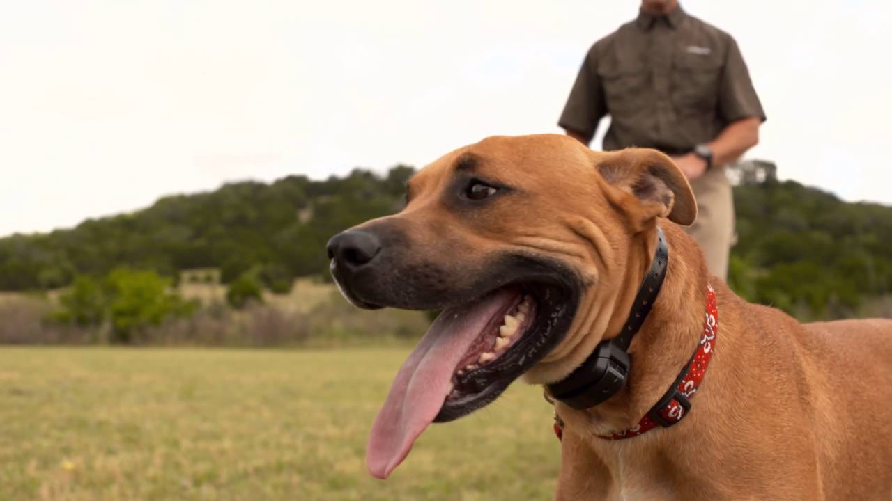Delta Sport XC Dog Collar
