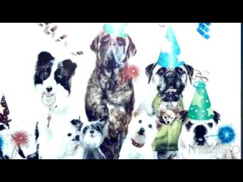 Designer Dog Clothes Boutique