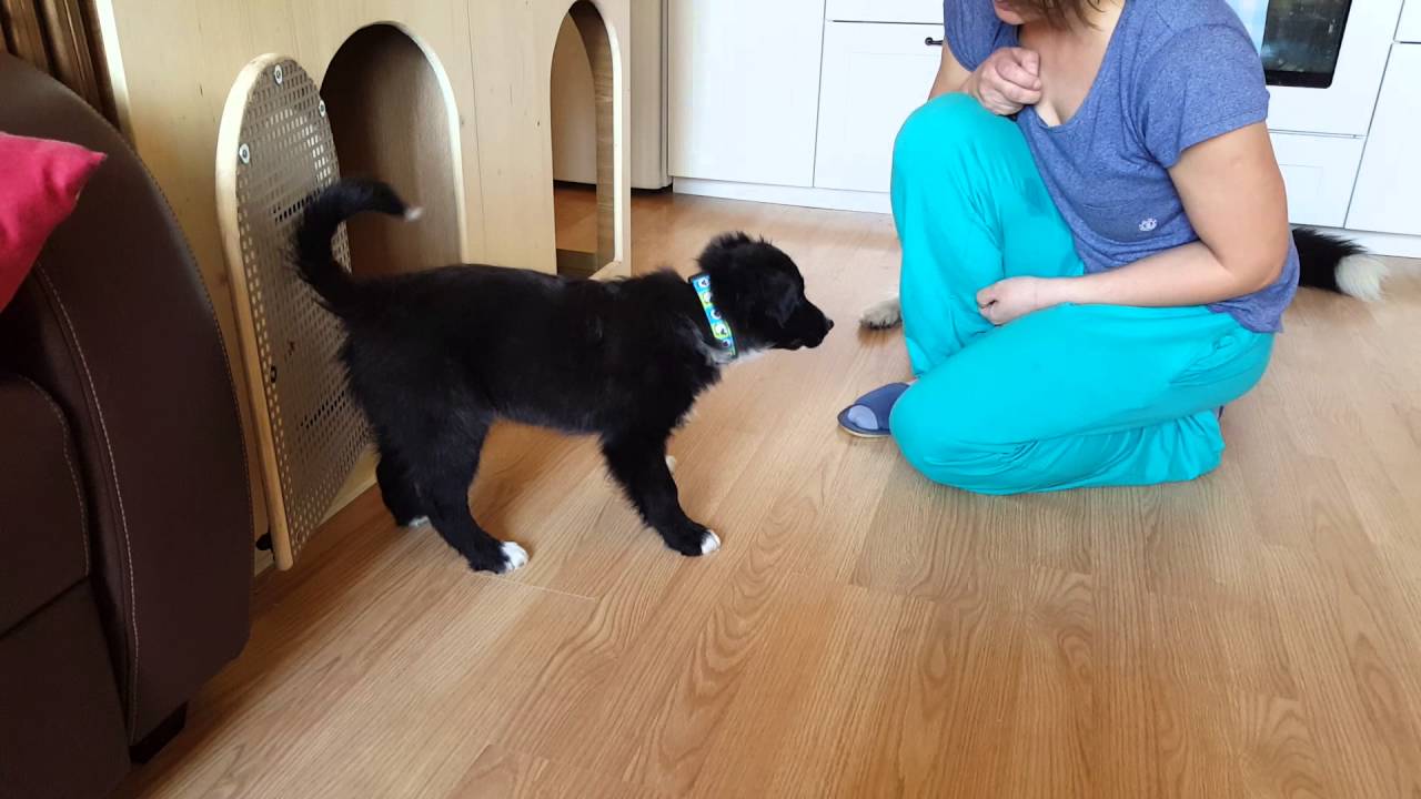 Di dog house training