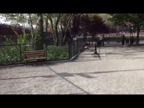 DiMattina Dog Run, Brooklyn, New York  (Inside the Medium/Small Dogs Area)