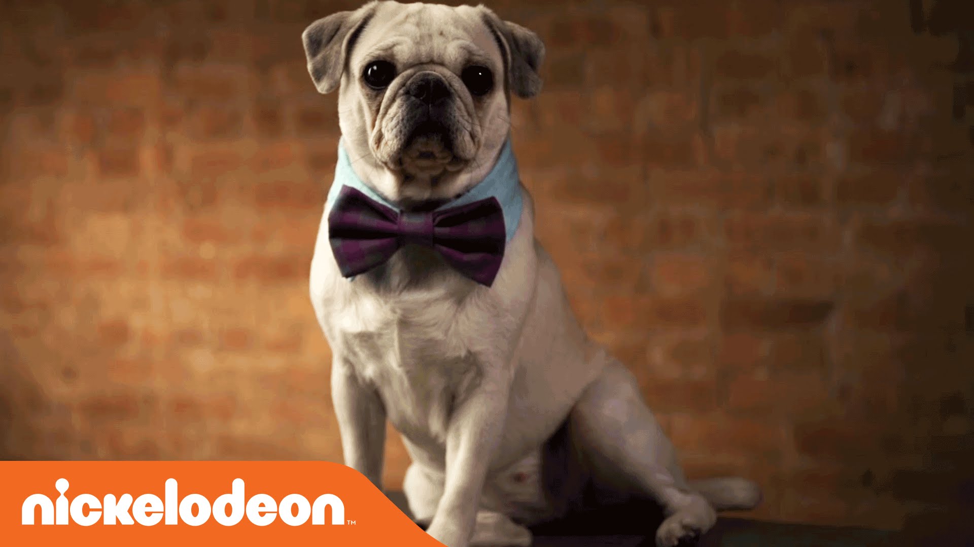 DIY Crafts | TeenNick Paw-Some Dog Collar | Nick