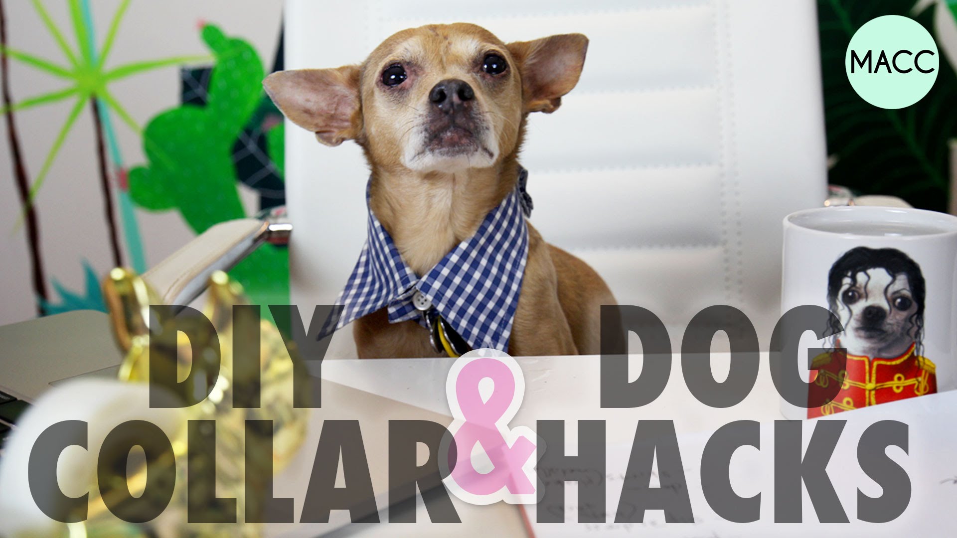 DIY Dog Collar & Hacks