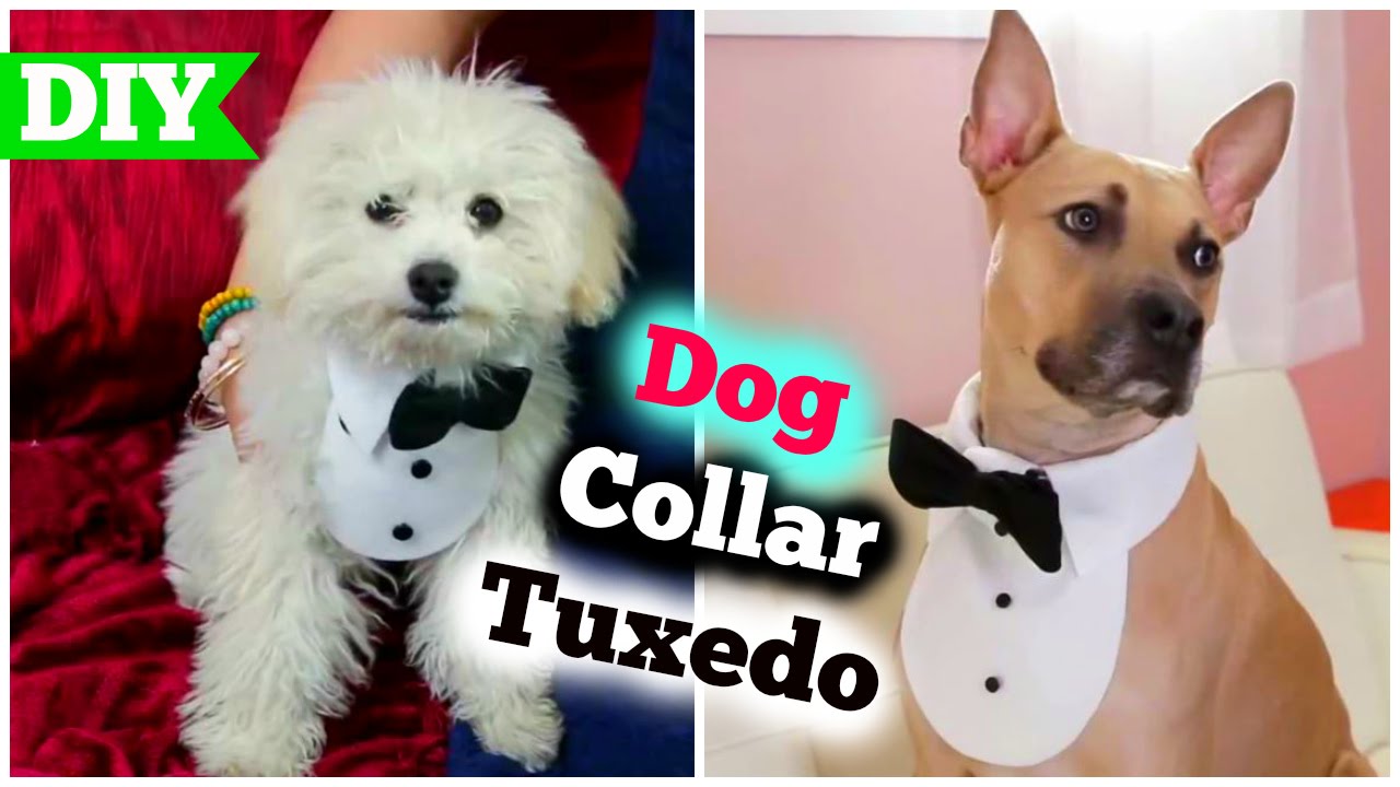 DIY Dog Collar Tuxedo