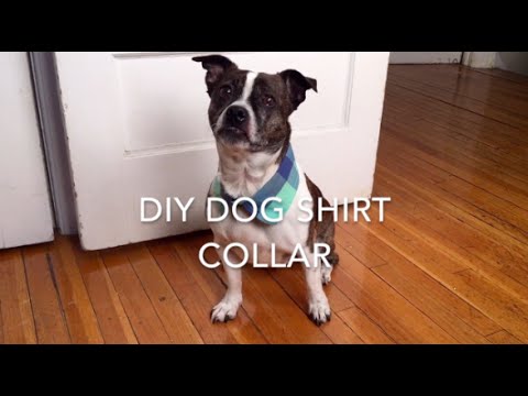 DIY Dog Shirt Collar – World of Angus