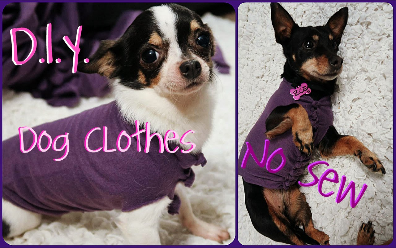 ✿DIY Maglioncini per cani di pail senza cucire | Dog Clothes No Sew✿