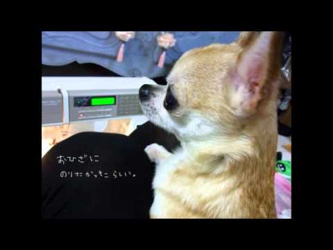 DIY♡How to make dog clothes COSPLAY miku hatsune 　チワワ　コスプレ犬服　初音ミクさんの服作ってみた