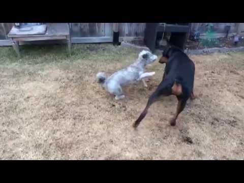 Doberman playing with small dog slo mo