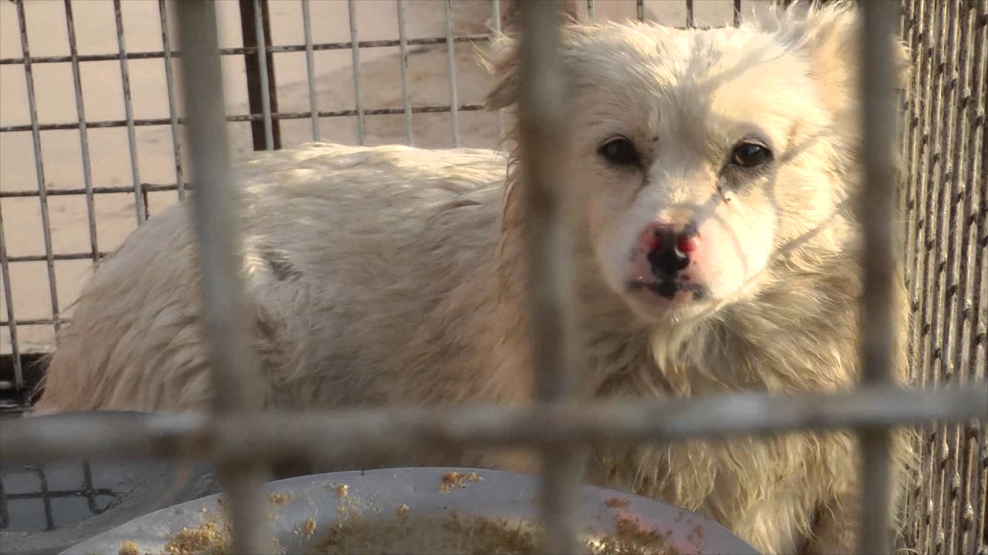 Dog and cat fur used for bags, toys and clothes in China