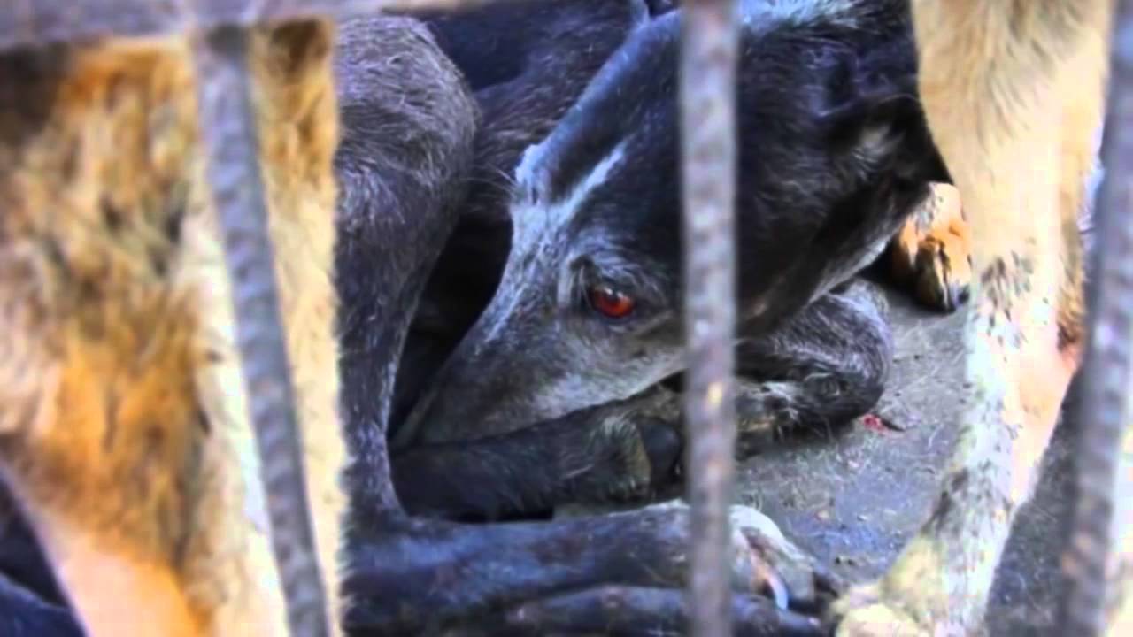 Dog and Cat – fur used for bags, toys and clothes in China funny full