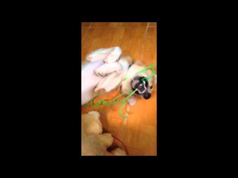 Dog attacking a clothes hanger