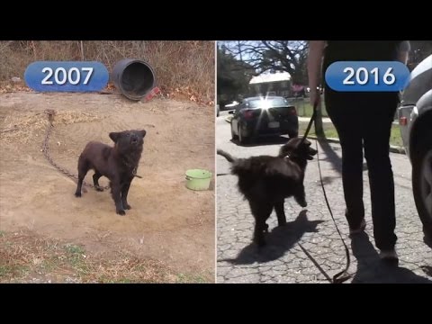 Dog Chained Outside for 9 Years Finally Gets a Forever Home
