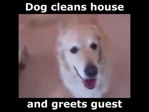 Dog Clean House and Greats Guest [FULL] Perro casa limpia y saluda a los huéspedes