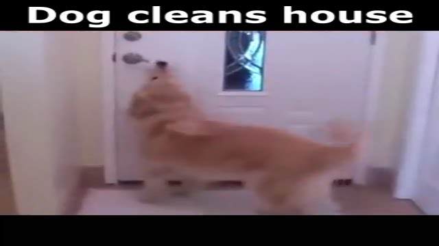 Dog Cleans House & Greets Guest! – Train Your Dog To do The Same!