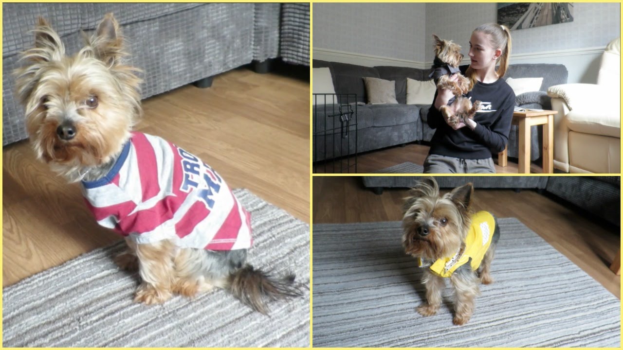 Dog Clothing Haul! | Vlog