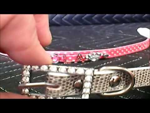 dog collar best