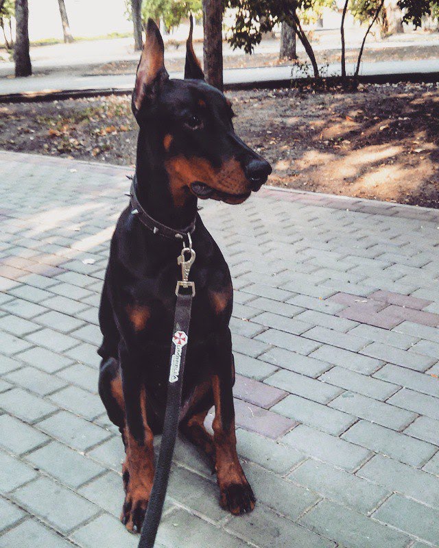 Ошейник / с шипами / Dog collar/ with spikes