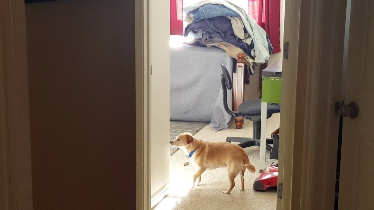 Dog hates clothes