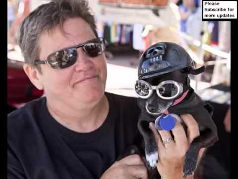 Dog Helmets Set Of Useful Picture Ideas | Dog Helmets Dogs