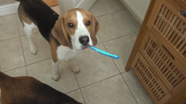 dog hilariously assist his small human with bathroom routine