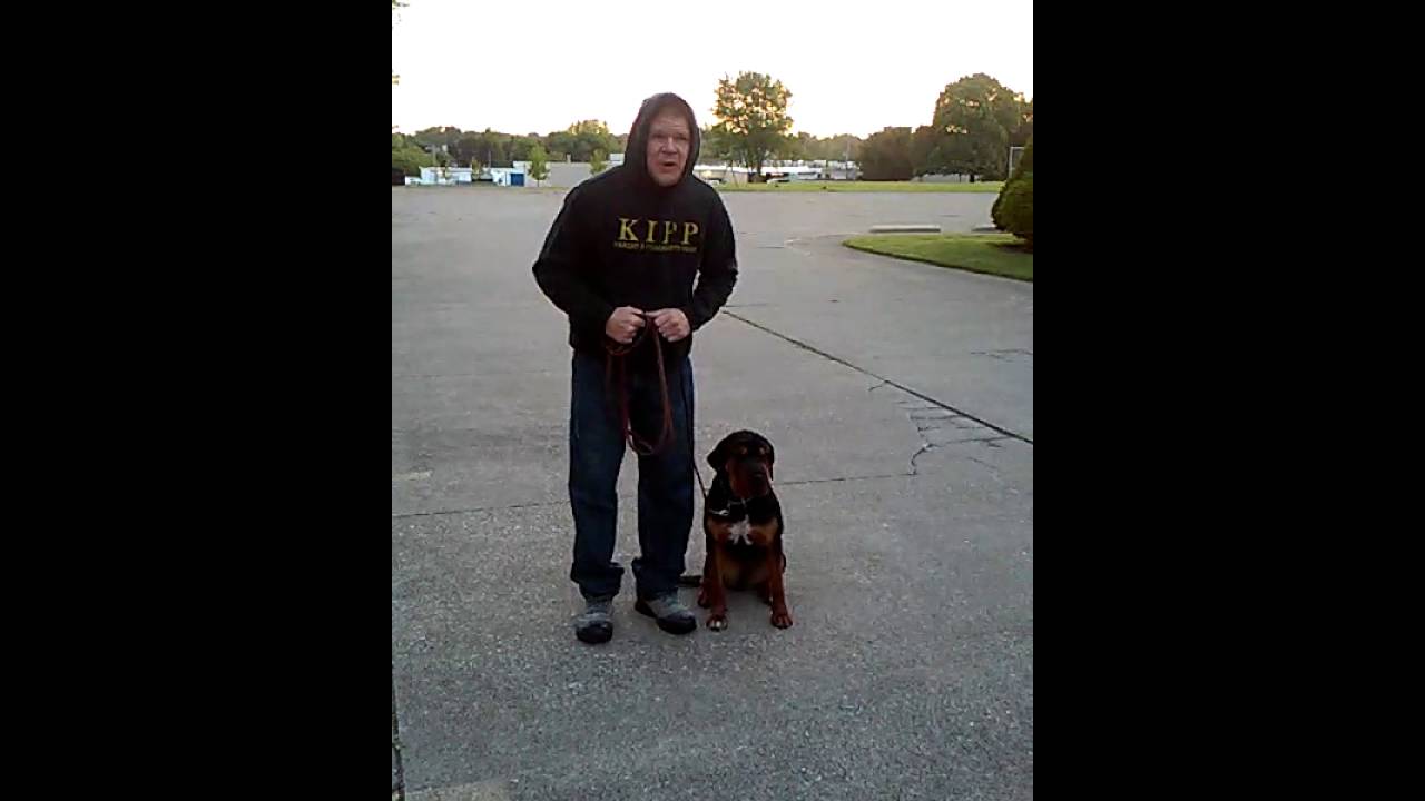Dog House Training-Chloe 1st lesson