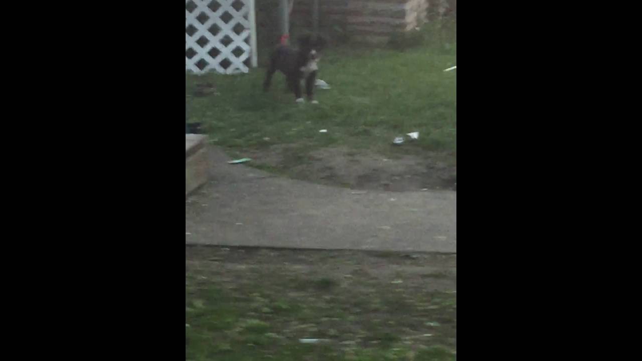 Dog Left Outside No Food Or Water