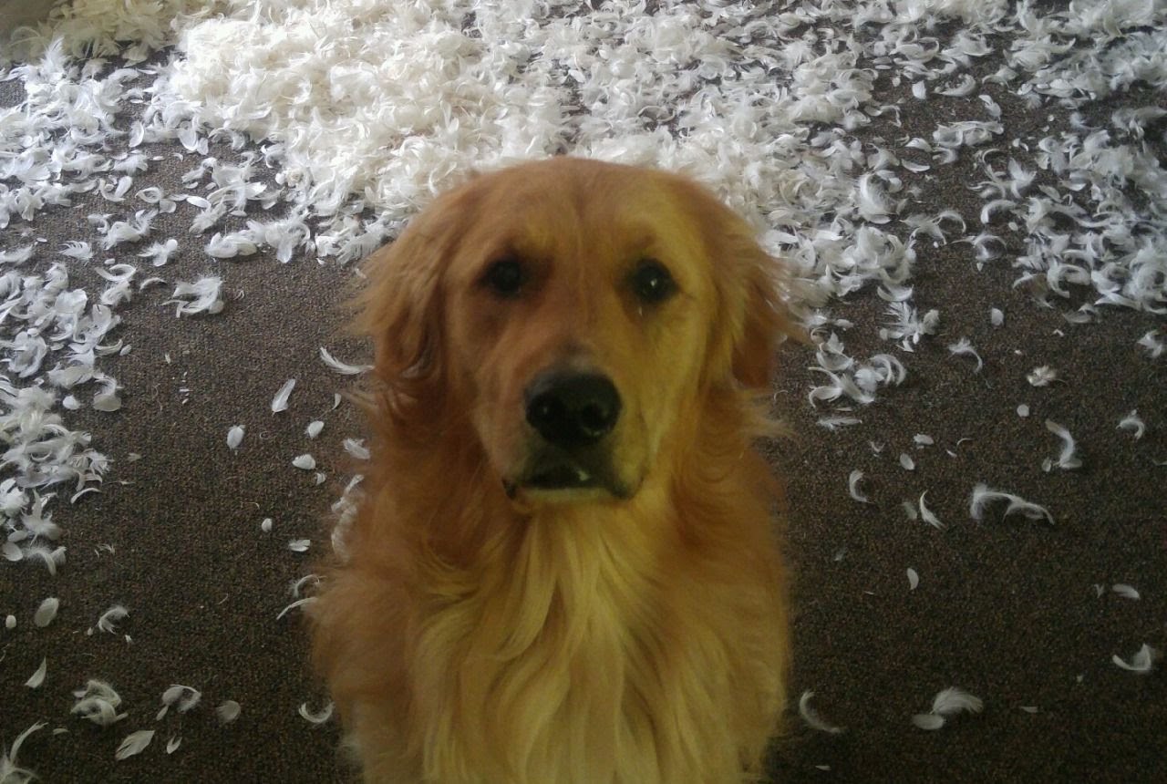 Dog Owner Documents Hilarious ‘Whodunnit’ Over Pillow Chaos Found In His House