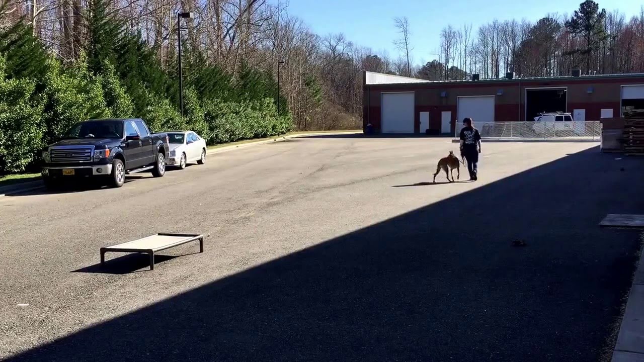 Dog Reactive German Shepherds Aslan & Eli