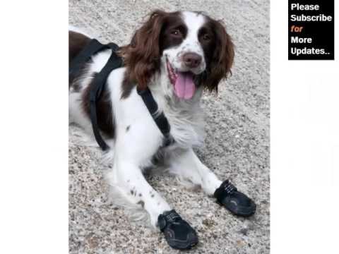 Dog Shoes Set Of Pictures And Ideas – Dog Accessories & Products