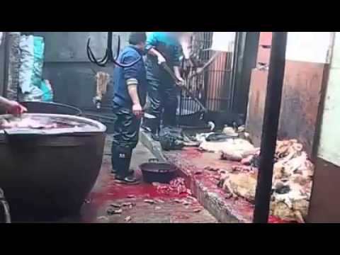 Dog slaughtering House