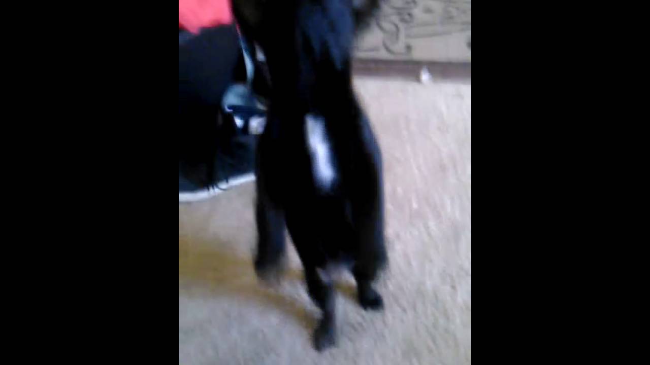 Dog standing for food