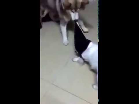 Dog strips another dog’s clothes off