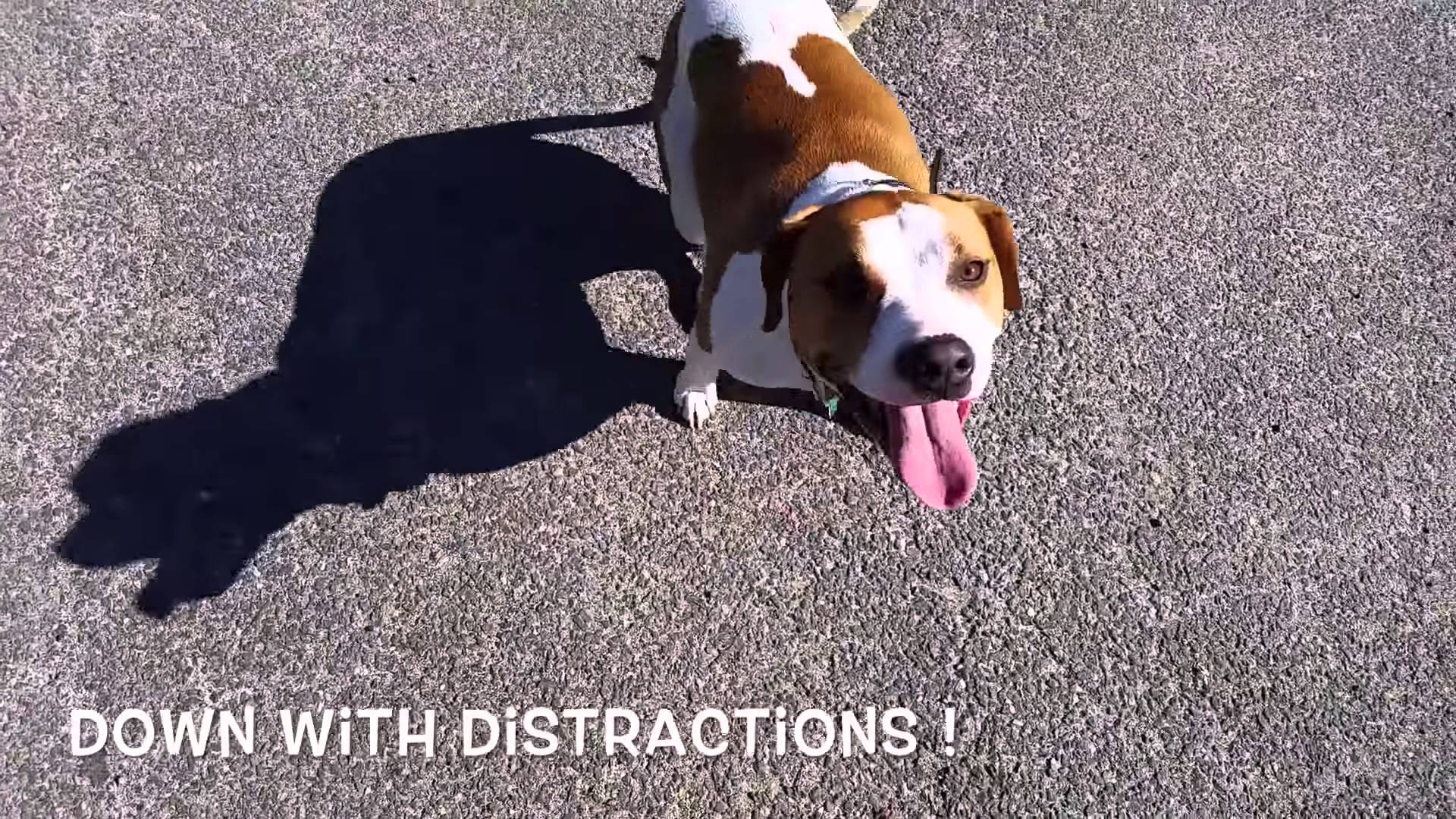 dog training collar | dog pinch collar | remote dog training collar