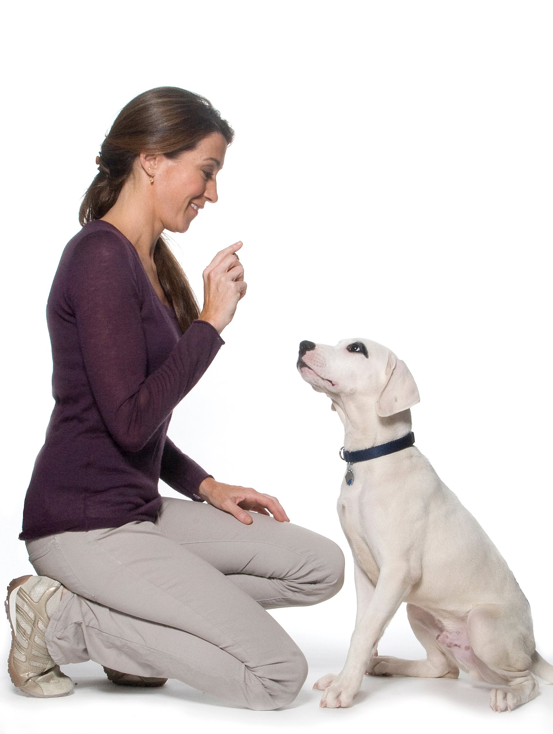 dog training shock collar – petrainer pet998db electronic dog training collar – introduction