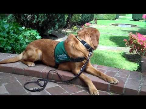 Dog Training