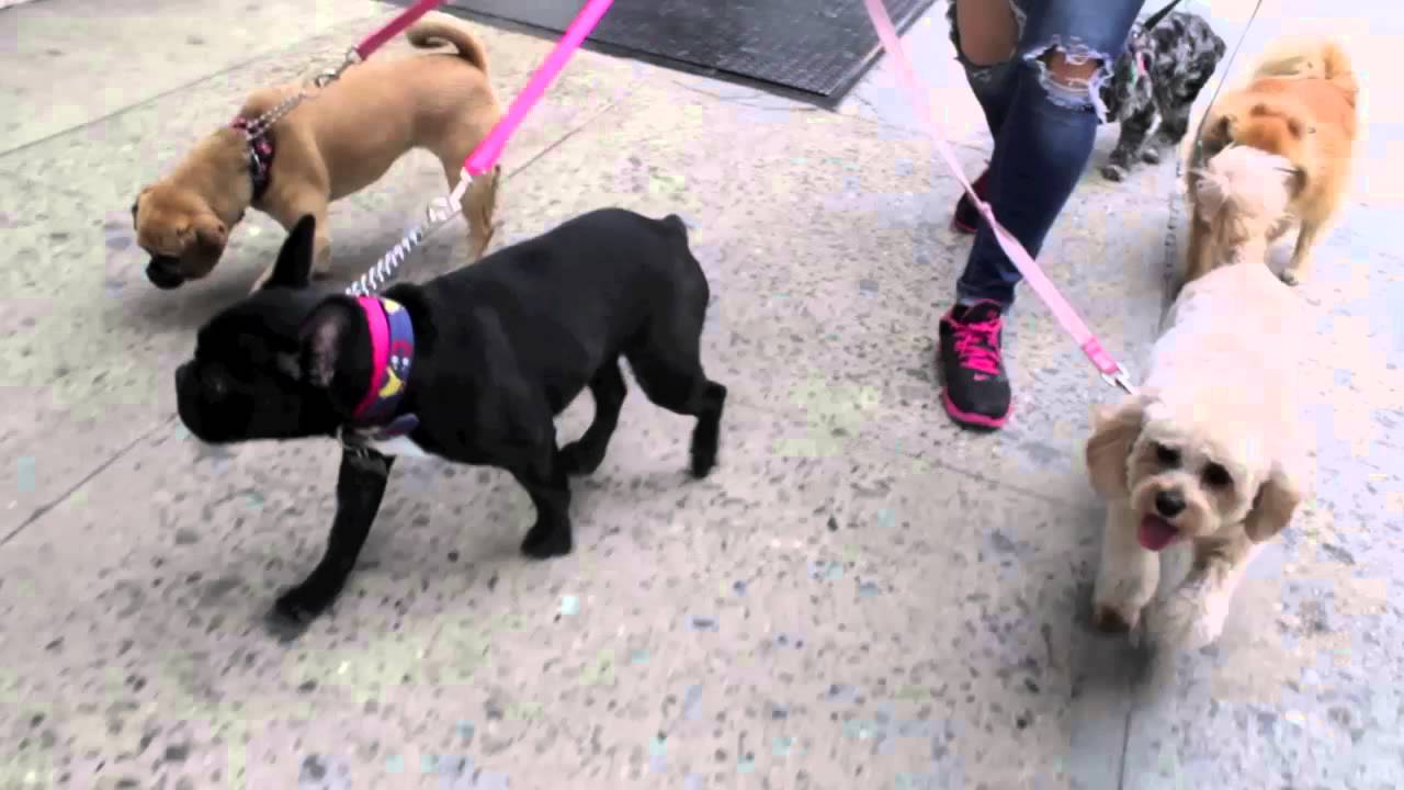 Dog Walking NYC Upper East Side 2 Hour Group Walks for Small Dogs The K-9 Club
