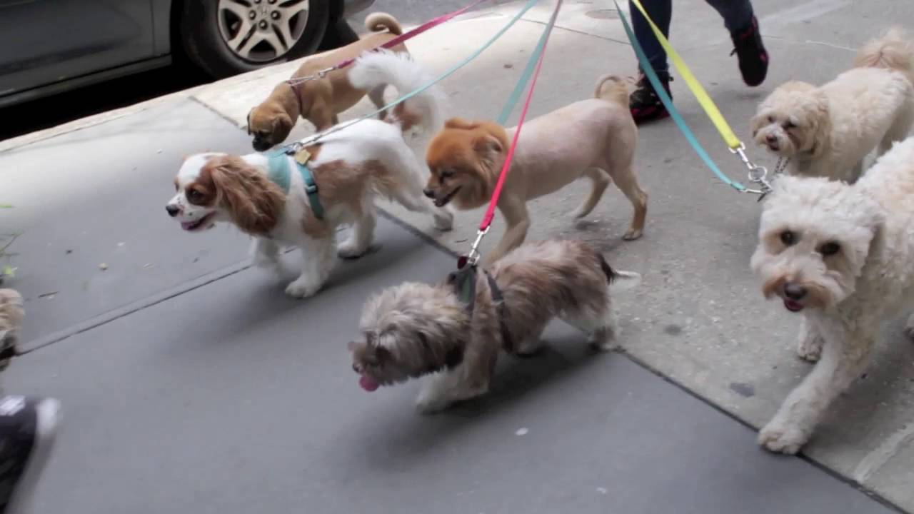 Dog Walking NYC Upper East Side  2 Hour Group Walks for Small Dogs The K-9 Club
