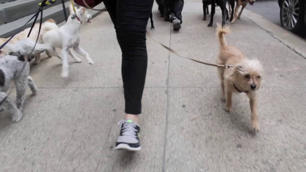 Dog Walking NYC Upper West Side 2 Hour Group Walks for Small Dogs The K-9 Club