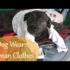 Dog Wears Human Clothes ~ Vlog 5/19/16