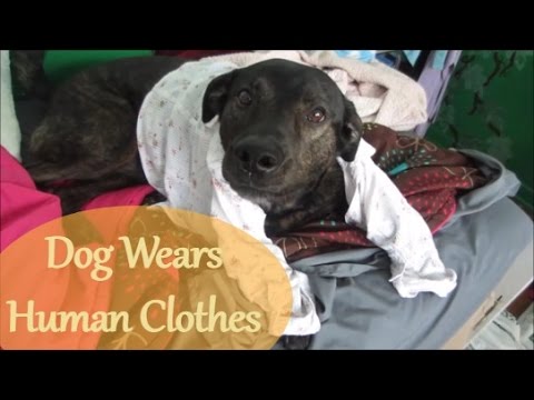 Dog Wears Human Clothes ~ Vlog 5/19/16