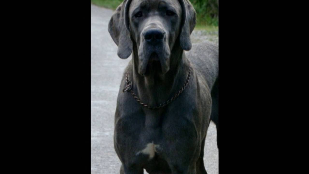 Dog with “House Stark direwolf” on his chest