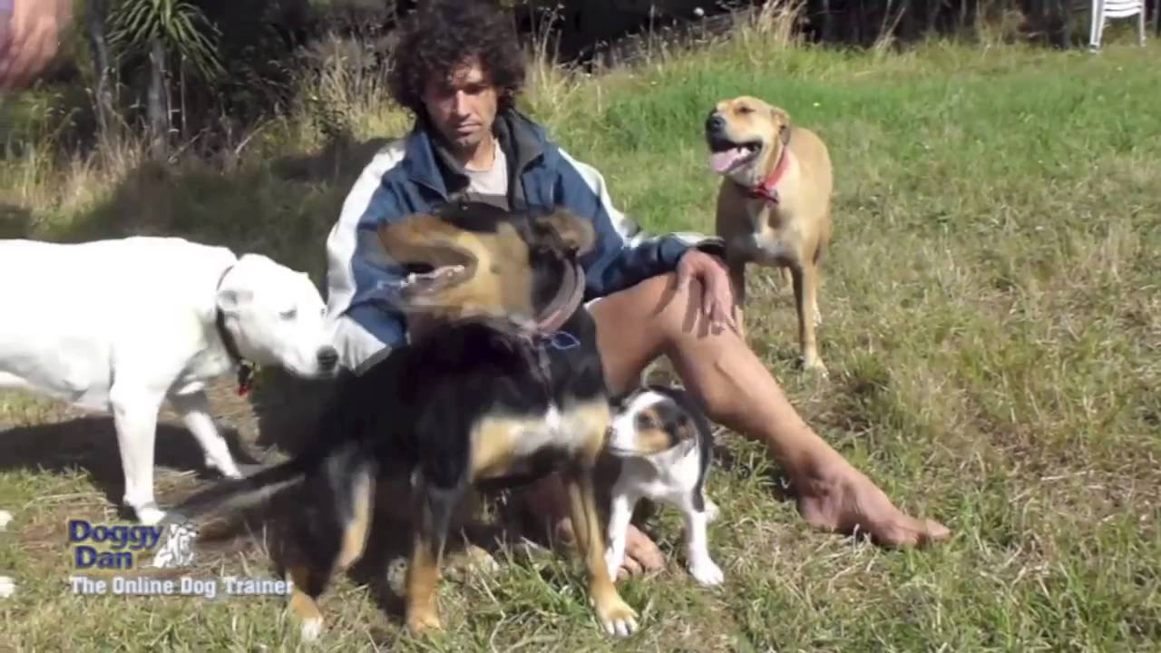 Doggy Dans Free Training Tips – How to Introduce small dog to Big Dogs