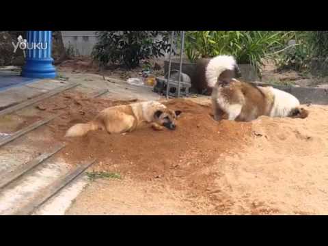 Dogs dig sand concentrate on two goods  almost to the back of a small partner and buried