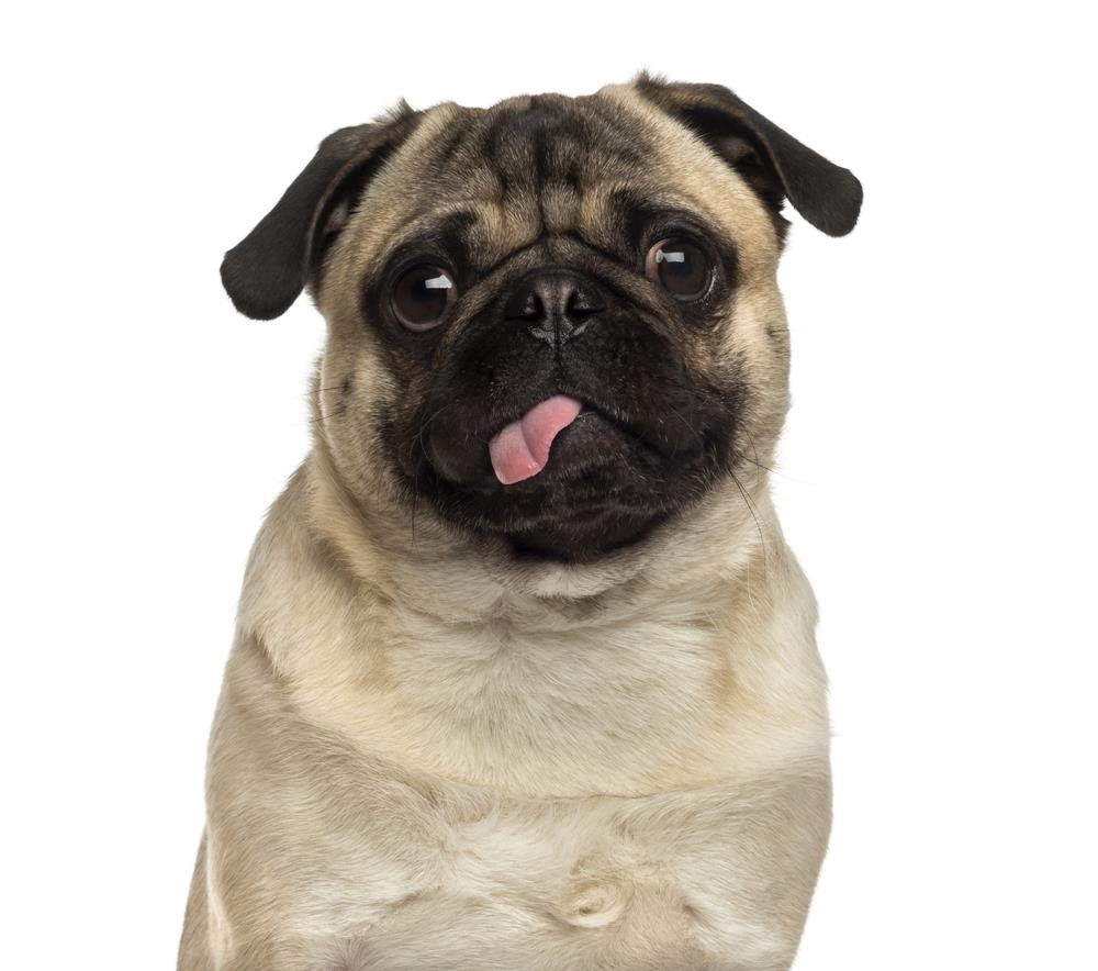 Dogs funny viral video – best comedy scene of dogs