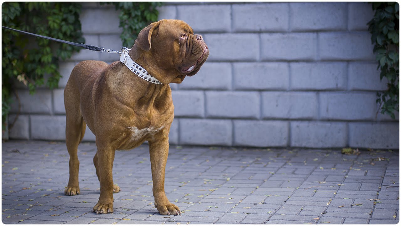 Dogue de Bordeaux looks grand in White Leather Dog Collar with Studs