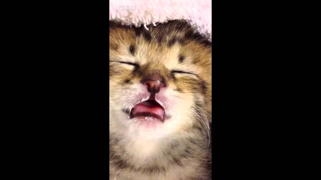 Dream of their own in a small cat milk when sleeping  just sprouting up