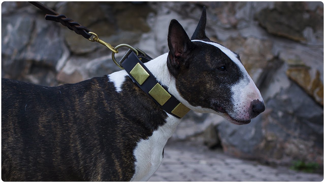 English Bull Terrier walking in War Design Leather Dog Collar – Mighty Hound Canine Collar